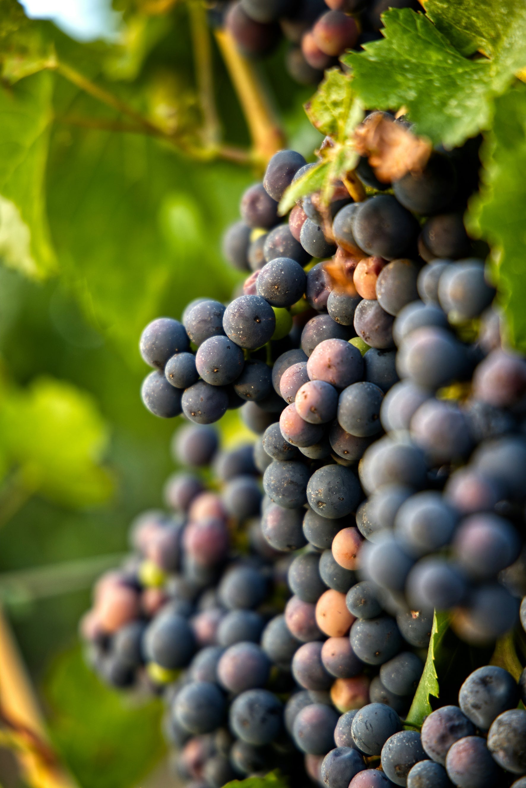 Pinot Noir : un cépage, mille visages à travers le monde