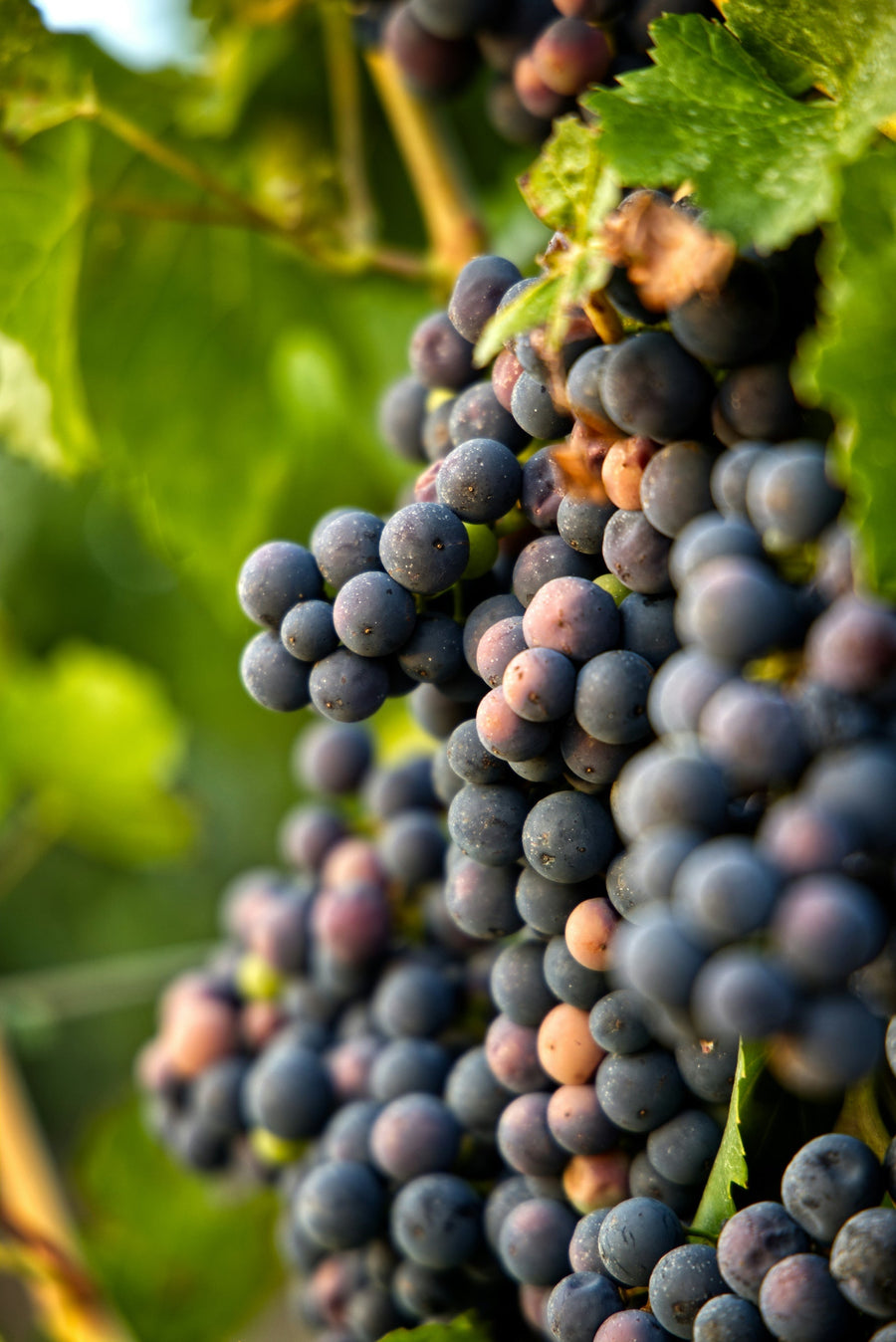 Pinot Noir : un cépage, mille visages à travers le monde