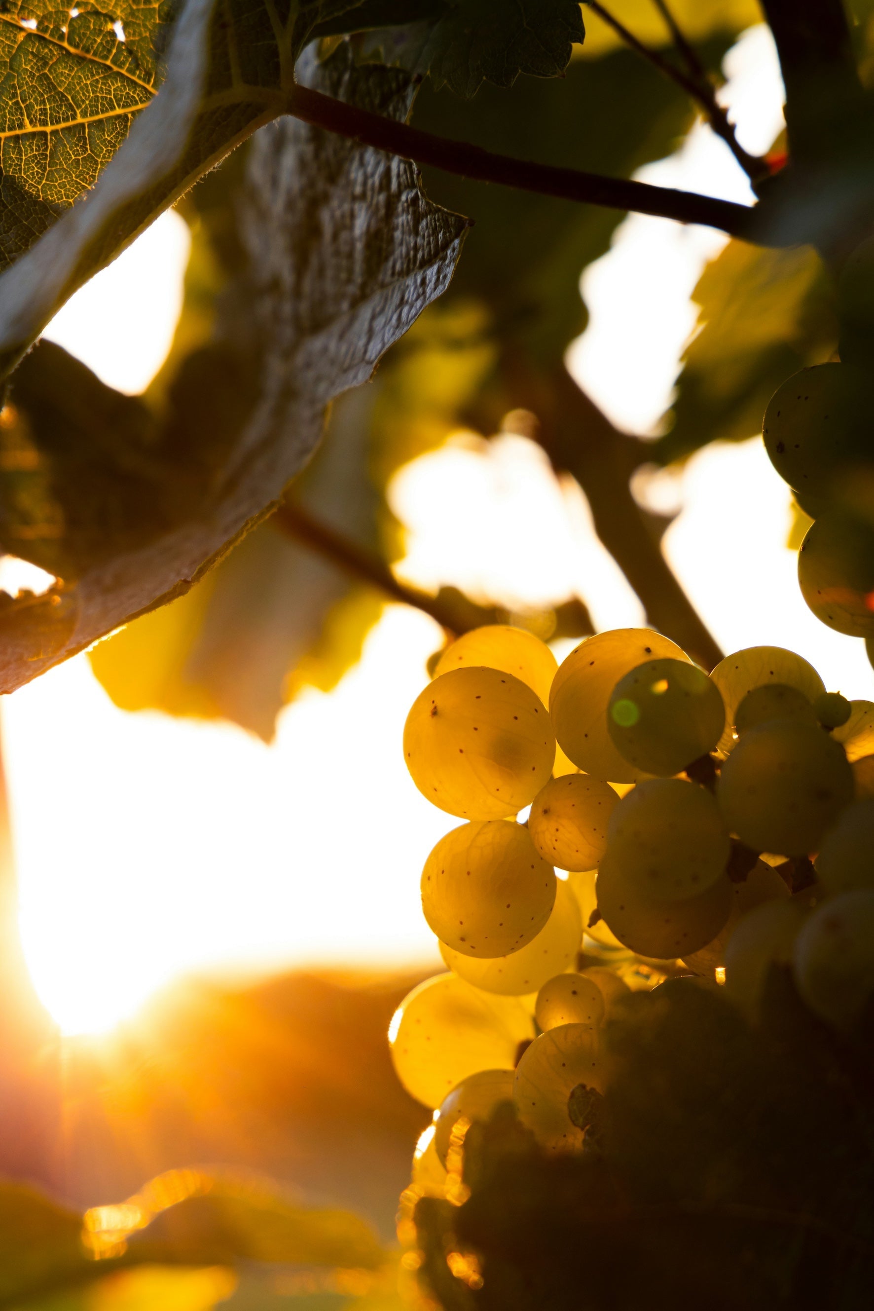Comment la vigne réagit face à la canicule ?