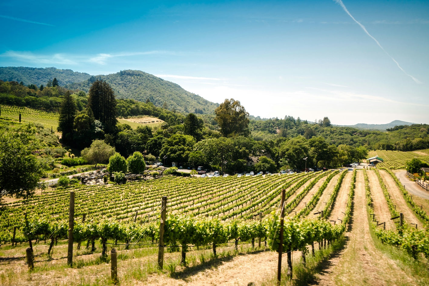 Le vin bio change t-il  le goût du vin ?