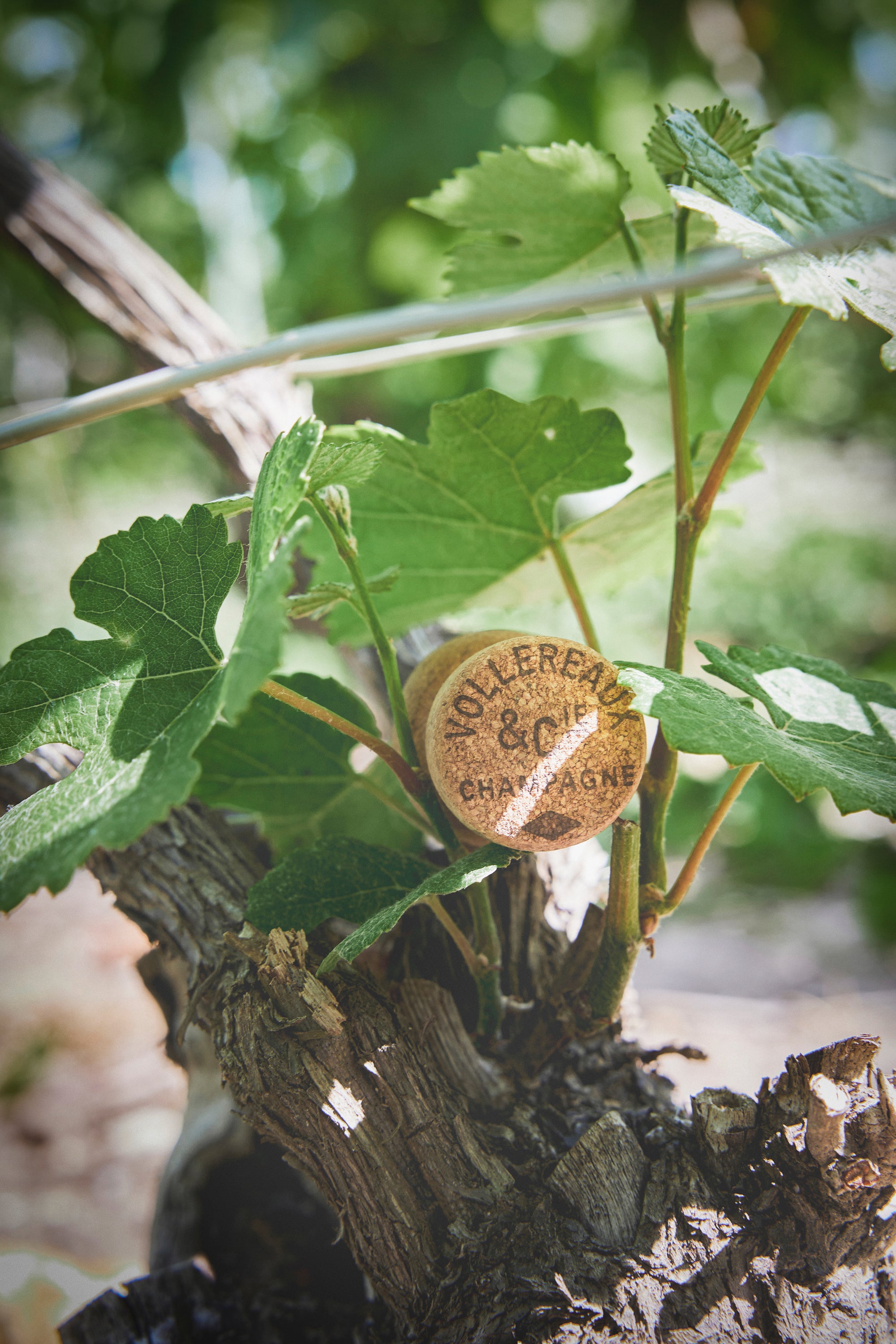 Champagne Volloreaux - Brut Réserve